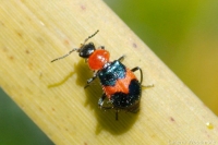 Clerid beetle