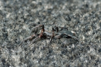 White-tailed spider (m)