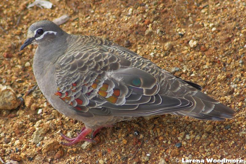 Common Bronzewing Pigeon (f)
