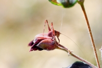 Grasshoppper nymph