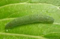 Cabbage White Butterfly caterpillar