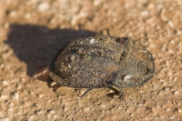 Piedish Beetle