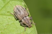 Small Lucerne Weevil