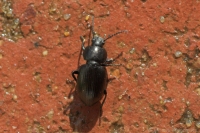 Bronzed Field Beetle