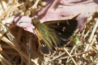 Wedge Grass-Skipper