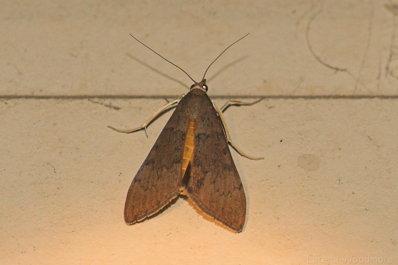 Australian Critters | Tree Lucerne Moth