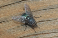 Bluebodied Blowfly