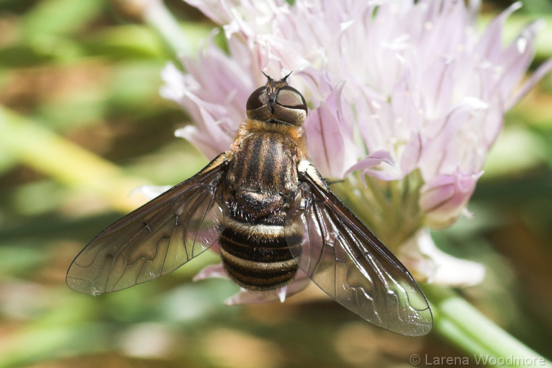 Australian Bee Fly