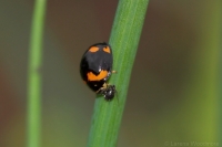 Ladybird eating an aphid