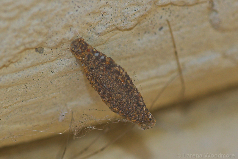 Australian Critters Case bearing Clothes Moth cocoon