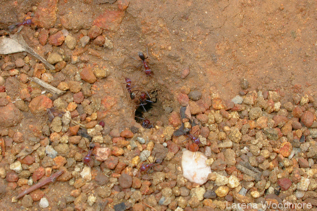 Meat Ant nest