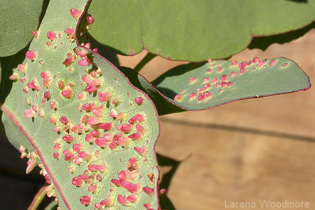 Galls on Eucalyptus leaves