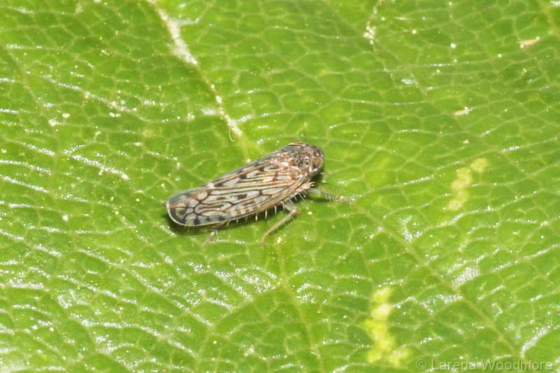 Common Brown Leafhopper