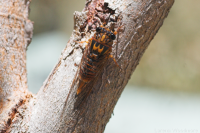 Orange Clicker Cicada