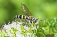 Yellow Flower Wasp